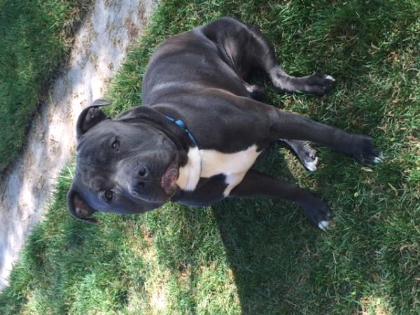 /Images/uploads/Humane Society of Utah/HSUCalendar/entries/1139thumb.jpg